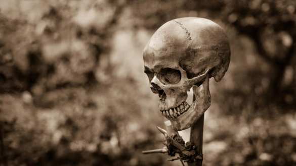 Мор: загадочная массовая гибель птиц и животных в Запорожской области (+ФОТО) | Русская весна