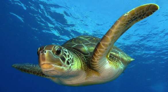 Военные спасли черепаху, застрявшую в 800 кг кокаина (ВИДЕО) | Русская весна