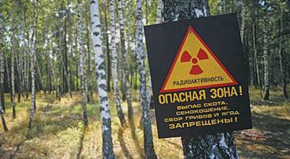 В Киеве продают контрабандный лес из Чернобыля, из которого потом изготавливают мебель | Русская весна