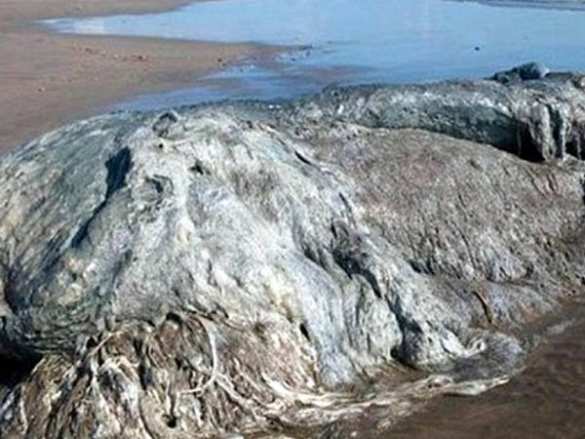 На пляже в Мексике обнаружено неизвестное чудовище (ВИДЕО) | Русская весна