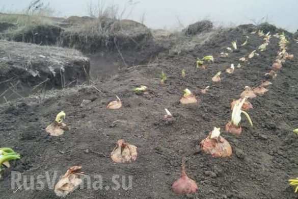 Die ukrainischen Soldaten pflanzten Zwiebel in den Schützengräben | Русская весна