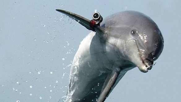 Боевые дельфины Крыма вступили в российскую армию | Русская весна