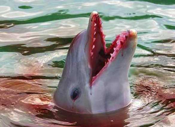 Десятки погибших дельфинов выбросило на берег под Одессой (ФОТО 18+) | Русская весна