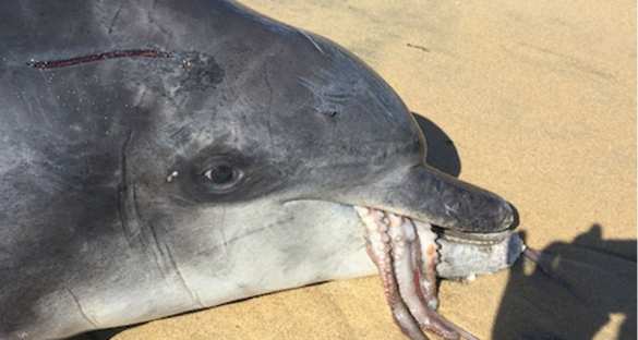 Дельфин умер, пытаясь съесть осьминога (ФОТО, ВИДЕО) | Русская весна