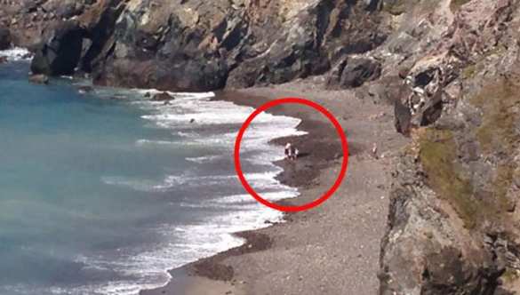 Туристы по ошибке спасли акулу вместо дельфина (ВИДЕО) | Русская весна