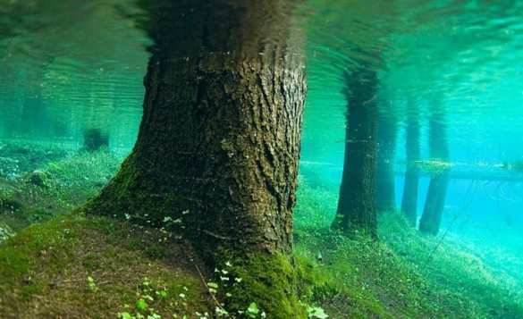 Под Калининградом со дна Балтики выступил древний реликтовый лес (ФОТО) | Русская весна