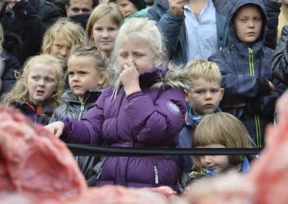 «Евроутилизация жизни» — о расчленении льва на глазах у датских детей | Русская весна