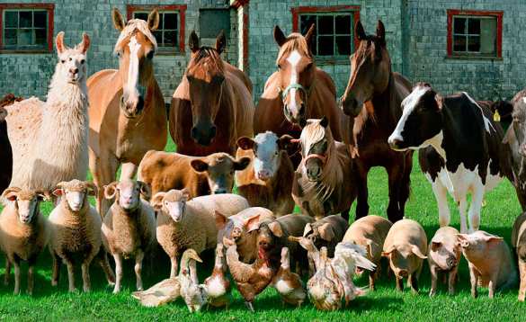 На Украине рекордно упало поголовье скота | Русская весна