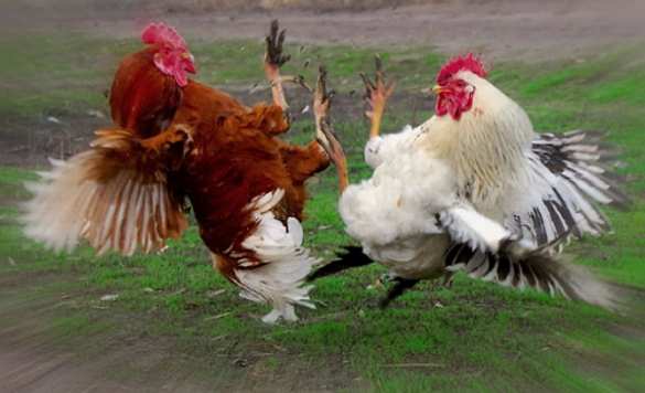 Нардеп Мосийчук подрался со «свободовцем» (ВИДЕО) | Русская весна