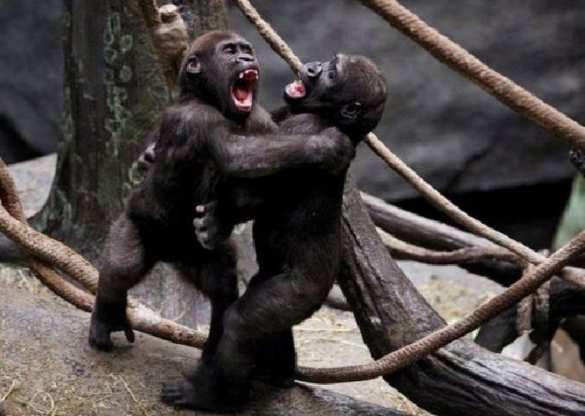 Какой комар: раскрыты причины страданий россиян во время путешествий | Русская весна