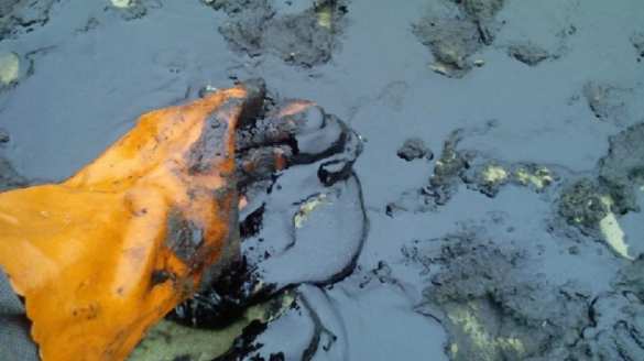 Учёные заявили о начале «экологического Армагеддона» | Русская весна