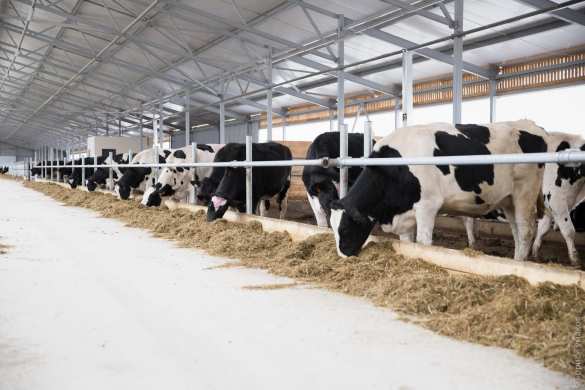 Санкциям вопреки: Крупнейшая молочная ферма в России открывается в Подмосковье | Русская весна