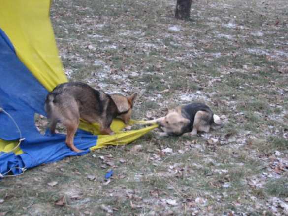 Украина проиграла на всех фронтах, — командир «Азова» (ВИДЕО) | Русская весна