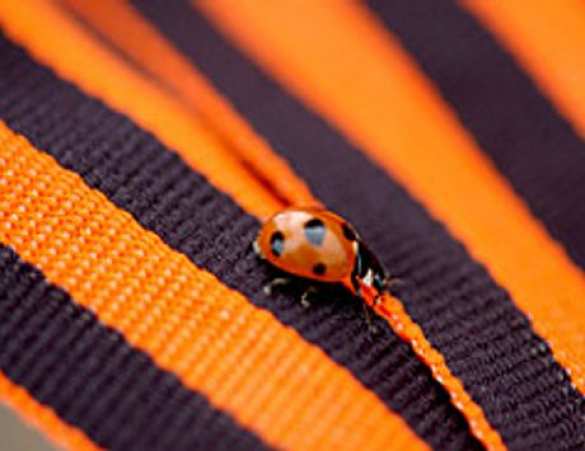 «Пришло время переформатировать Украину», - Юрий Апухтин (видео включение из Харькова)  | Русская весна