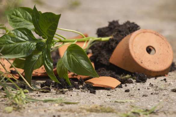 МВД Украины подозревает 446 человек в сбросе цветочного горшка на голову участнице евромайдана | Русская весна