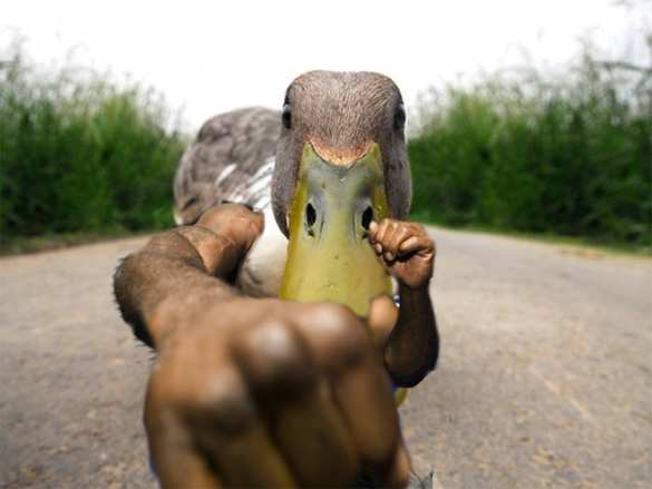 Подстреленный гусь «отомстил» охотнику  | Русская весна