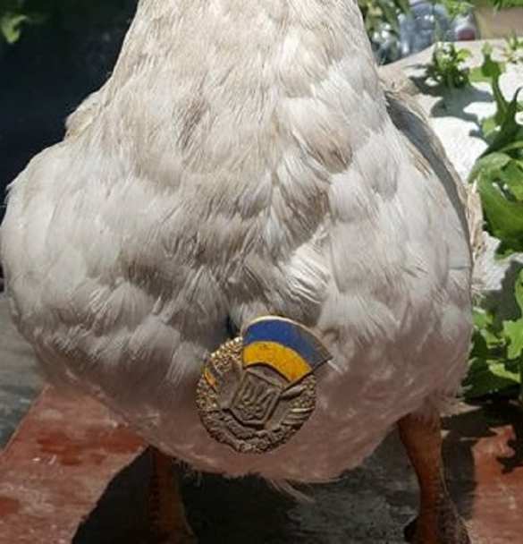 На Украине наградили гуся, который служит в ВСУ (ФОТО) | Русская весна
