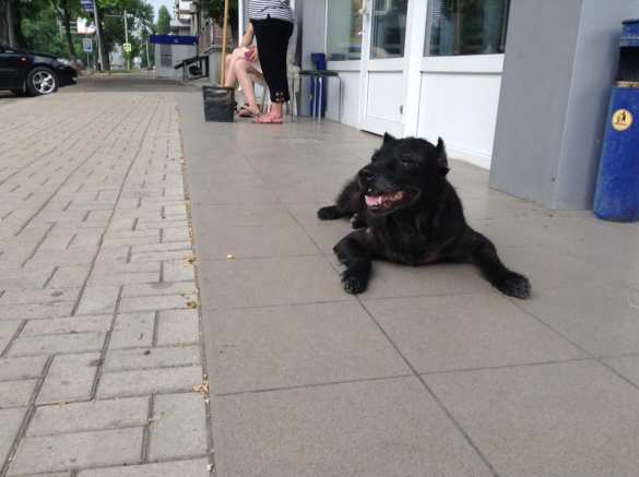 В Донецке есть свой Хатико — пес целый год ждет своих хозяев (ФОТО) | Русская весна