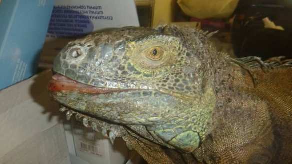 «Динозавр ест кабачки на моем огороде!» — под Киевом женщина в панике вызвала спасателей (ФОТО) | Русская весна