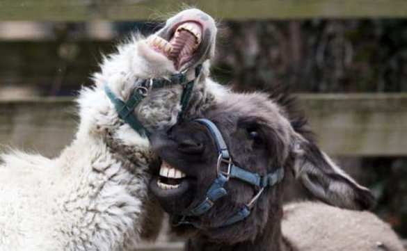 Армия Турции: ишаки идут в бой | Русская весна