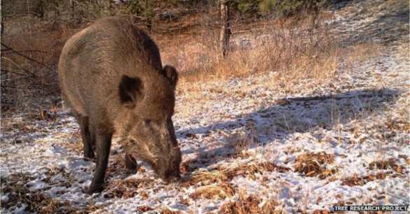Ученые выяснили, как животные выживают в зоне отчуждения у ЧАЭС | Русская весна