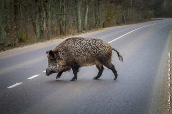 Стадо диких кабанов спровоцировало ДТП подо Львовом (ФОТО 18+) | Русская весна