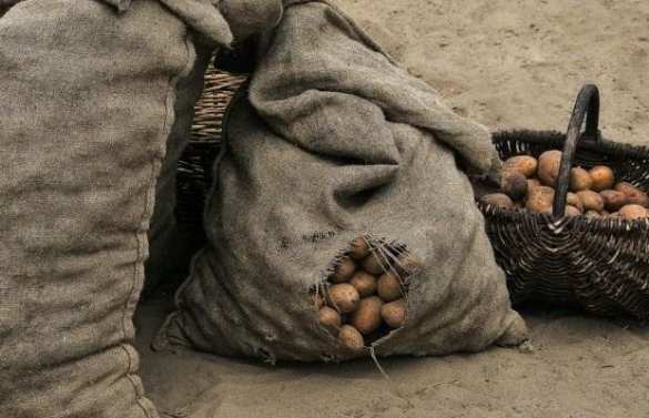 В России вступил в силу запрет на импорт картофеля из Украины | Русская весна