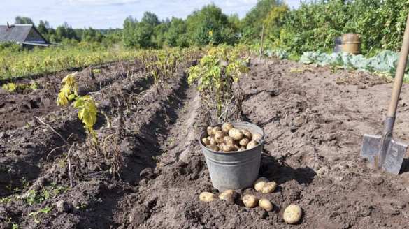 Под Киевом мужчина убил жену из-за отказа копать картошку (ВИДЕО) | Русская весна