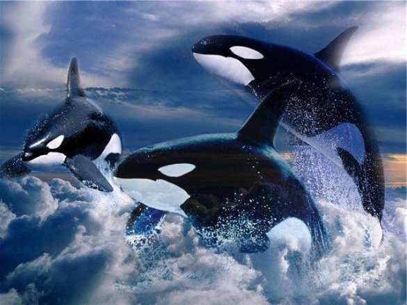 Под Магаданом стая косаток пыталась растерзать кита (ВИДЕО) | Русская весна