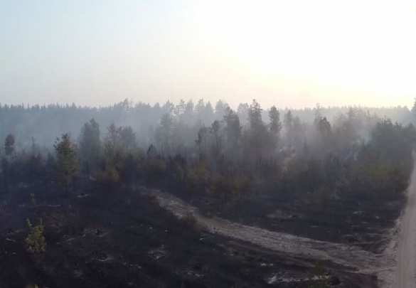 Последствия масштабного пожара в лесу под Киевом (ВИДЕО С БЕСПИЛОТНИКА) | Русская весна