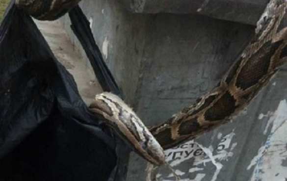 Это Украина: В Киеве выбросили в мусорный бак мертвого удава (ФОТО) | Русская весна