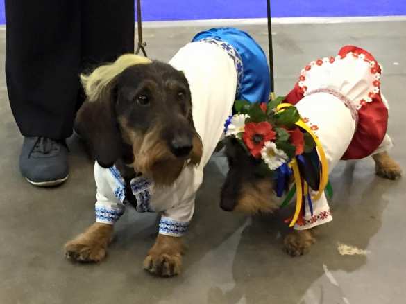 Киевские собаки маршируют по улицам в вышиванках (ФОТО) | Русская весна