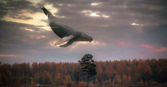 Загадочная смерть кита посреди глухого леса озадачила учёных (ФОТО, ВИДЕО) | Русская весна