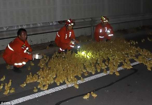 Фура с 10 тыс. утят перевернулась в Китае (ФОТО) | Русская весна