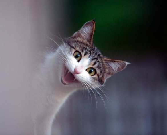 ИИ поможет людям понимать кошек и собак | Русская весна