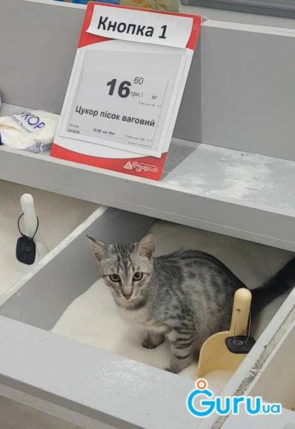 Их нравы: 20-летняя шведка 5 лет судилась с бабушкой за кота | Русская весна