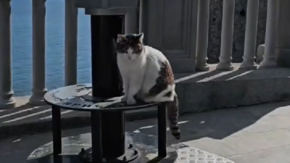 Кот Ларри назвал отказ зайти в дверь с Зеленским «кошачьей дипломатией» | Русская весна