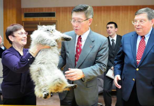 Японский губернатор рассказал о судьбе подаренного Путиным кота (ФОТО, ВИДЕО) | Русская весна
