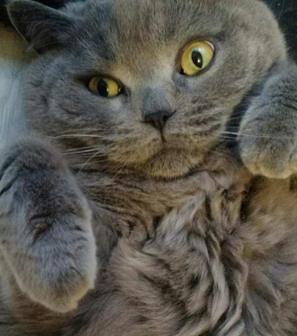 Шок: СБУ назвала домашнего кота «агентом ДНР» и обвинила в работе на Кремль (ФОТО) | Русская весна