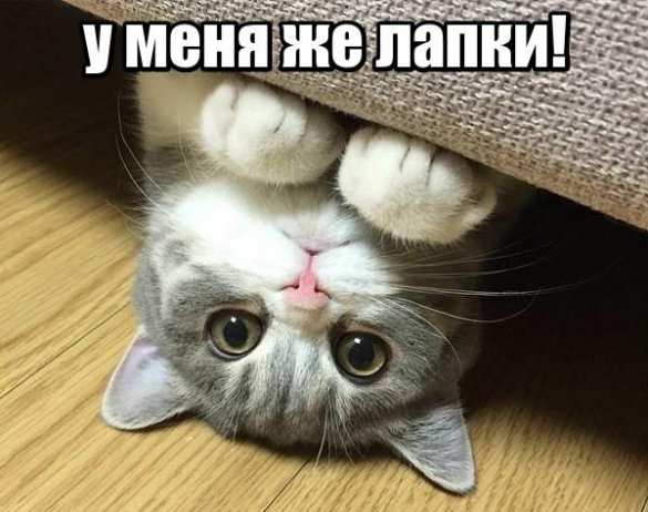 У меня же лапки! Под Тулой задержали кота-наркокурьера (+ВИДЕО, ФОТО) | Русская весна