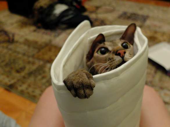 Российские учёные создали ДНК-тест, позволяющий найти кошатину в шаурме | Русская весна