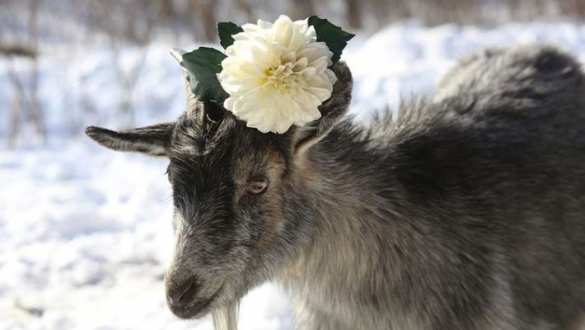 История любви: знаменитому козлу Тимуру привезли в невесты матерую козу Меркель | Русская весна