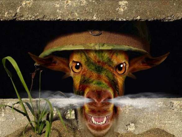 На Украине на территории военной базы выпасают скот (ФОТОФАКТ) | Русская весна