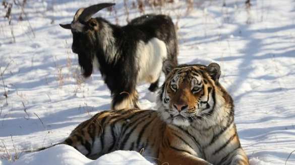 Китайские компании продают туры к тигру Амуру и козлу Тимуру | Русская весна