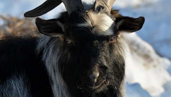 Снова вместе: Тимура выписали и поселили рядом с Амуром | Русская весна