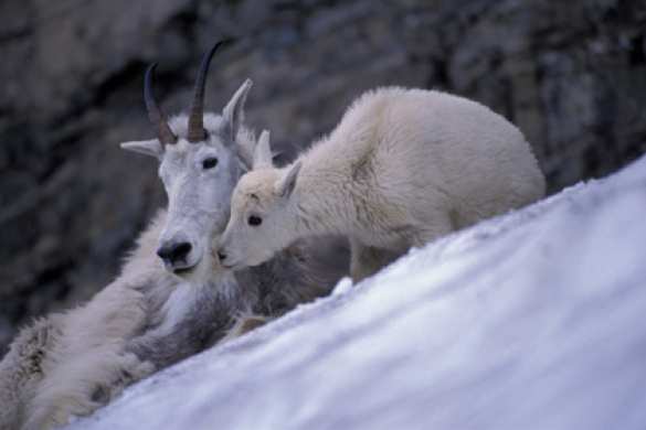 В США организовали переброску снежных коз вертолетами (ВИДЕО) | Русская весна