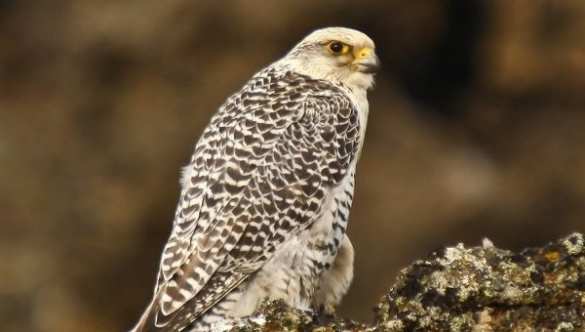 Пассажир на Камчатке пытался спрятать трех кречетов в ручной клади | Русская весна