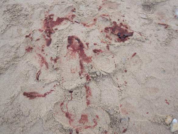 «Атошник» чуть не самоуничтожился на украинском пляже (ФОТО) | Русская весна