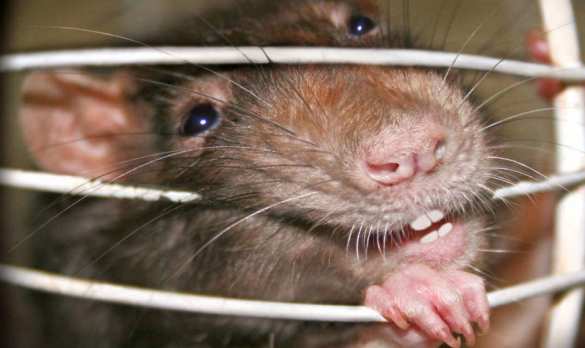 Вторжение, которого не ждали: Британцев атаковали гигантские крысы | Русская весна