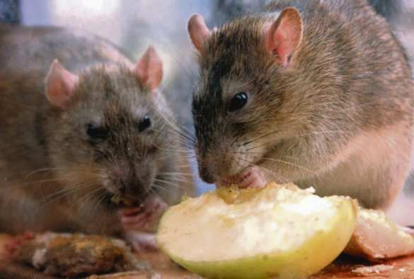 В этих городах большие проблемы с крысами, и винить в этом можно только один фактор | Русская весна